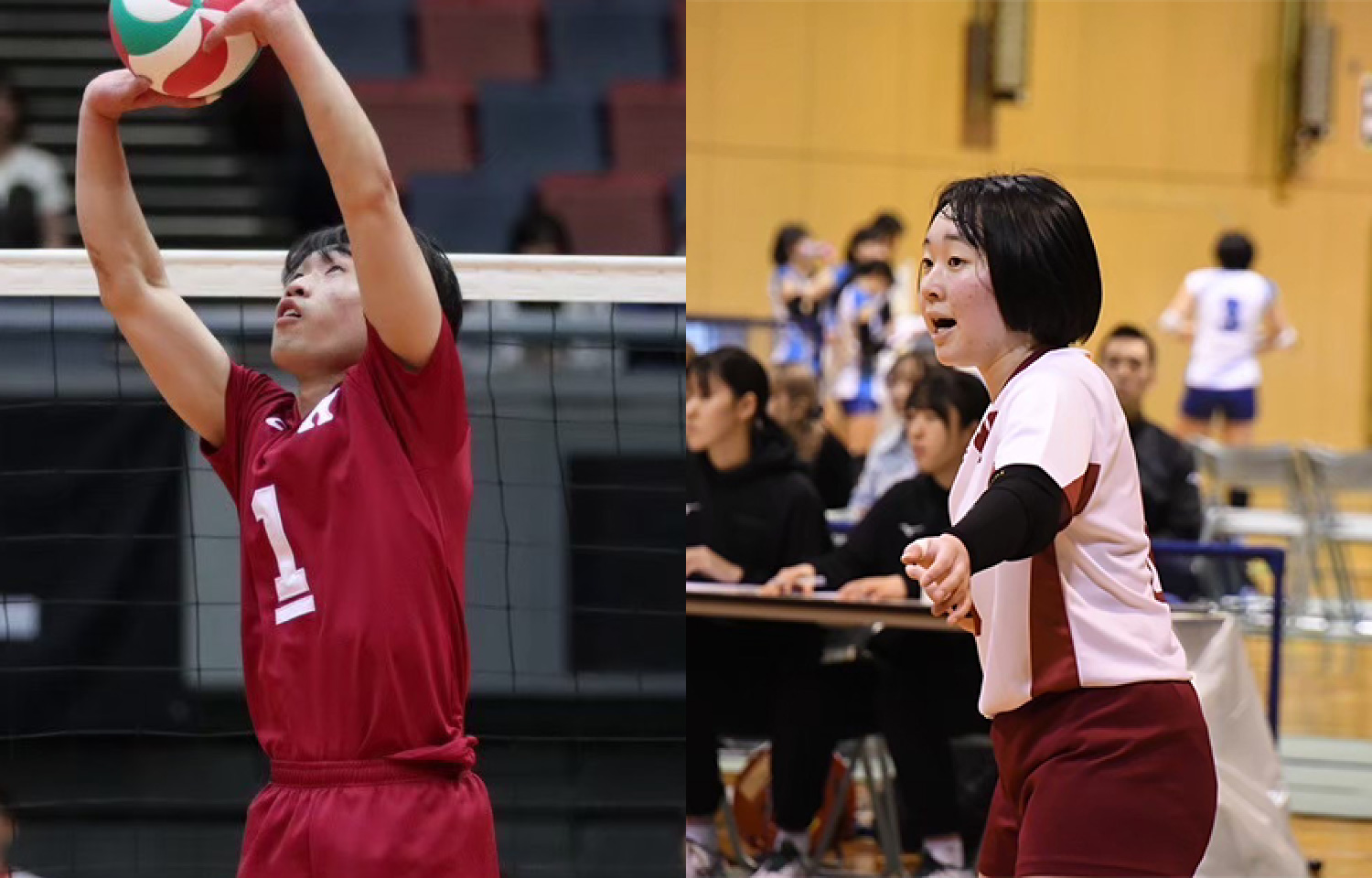 早稲田大学バレーボールチームウェア 2024 早稲田大学バレーボールチームウェア 2024 2024年度 選手一覧